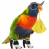 Parrot